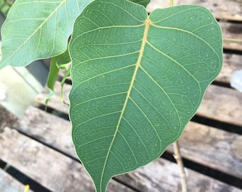 Fresh Bodhi, Peepal Leaves