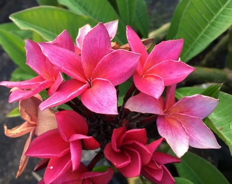 7 Fresh \u201cLURLINE\u201d Plumeria Seeds New-Vibrant-Rare USA Grower /& Seller-Ships Free SEVEN