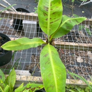 May include: A close-up of a banana plant with large, green leaves. The leaves have brown spots and are growing in a pot.