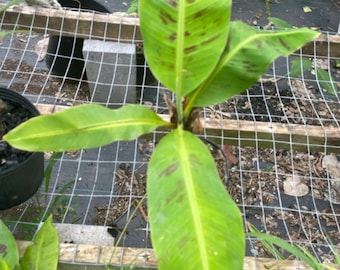 Grand Nain aka "The Chiquita Banana", Musa acuminata, Banana Plant