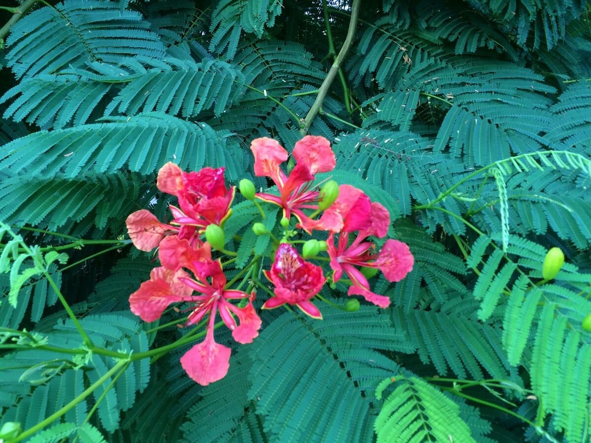 10 Delonix Regia Seeds – Royal Poinciana / Flamboyant Tree – Flame Tree Seeds
