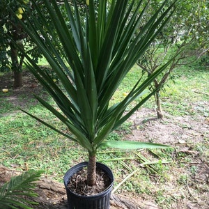 Yucca elephantipes, ‘Soft-tip Yucca’