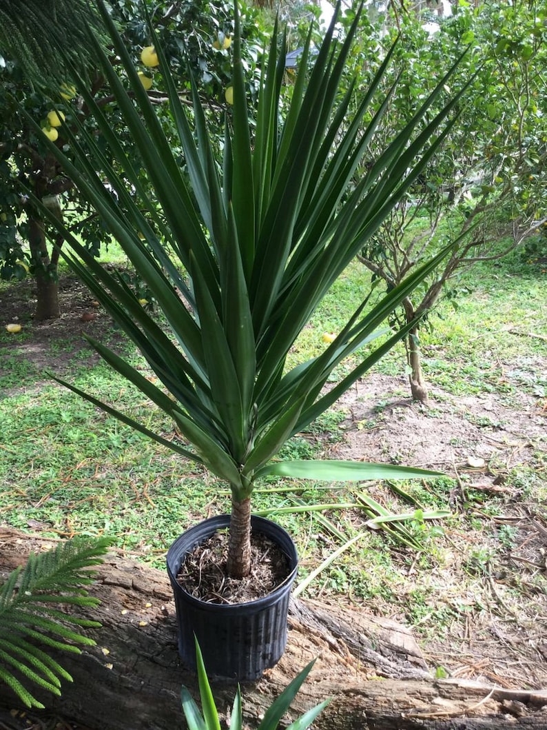 Yucca plant