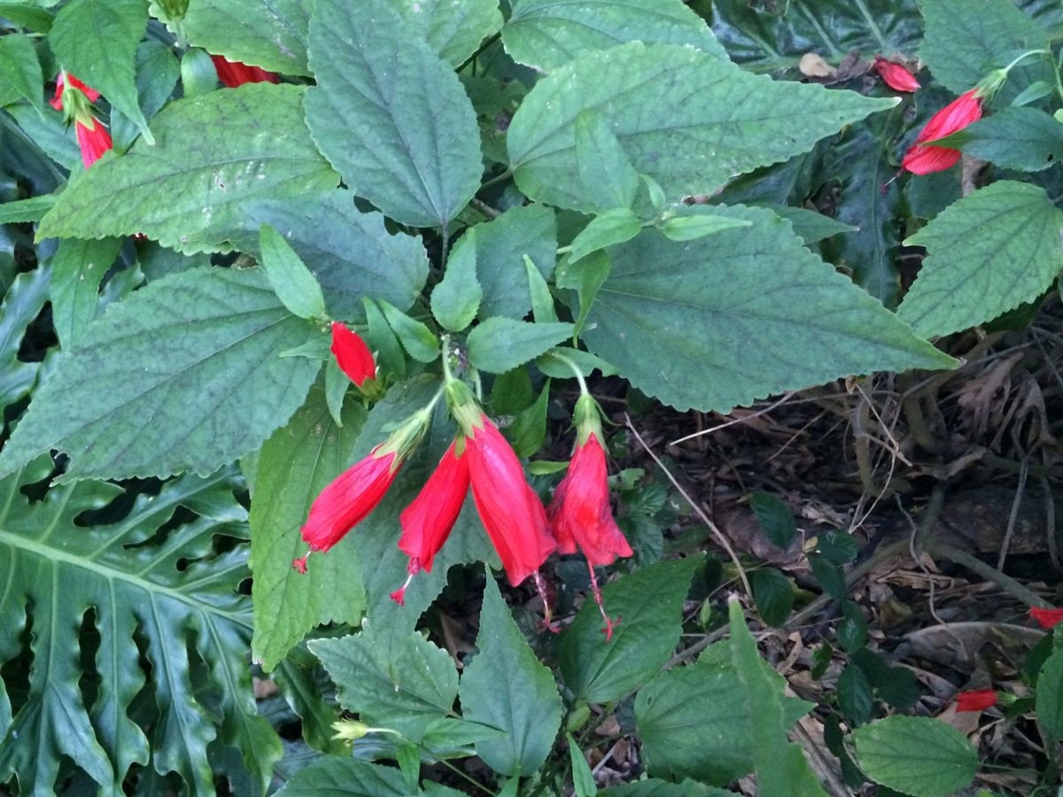 Turk's Cap Malvaviscus Arboreus Var. Penduliflorus Etsy