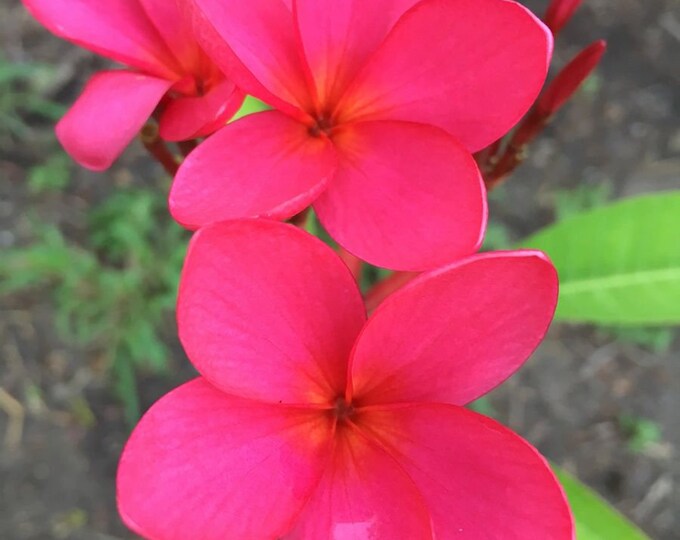 Plumeria Rubra, Tropicalcoast texas Red - Etsy