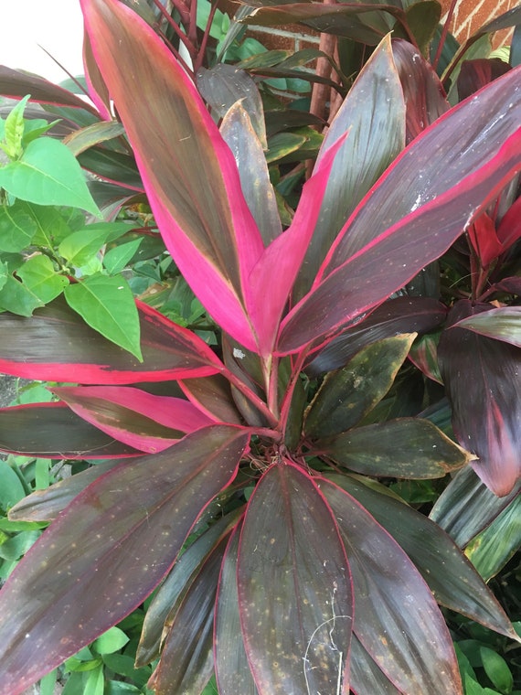 Hawaiian Ti Plant Cordyline fruticosa | Etsy