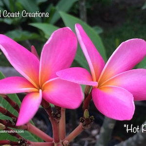 Plumeria rubra ‘Hot Pink’