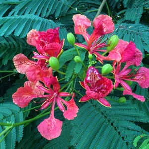 Royal Poinciana, Flamboyant Tree, Delonix regia