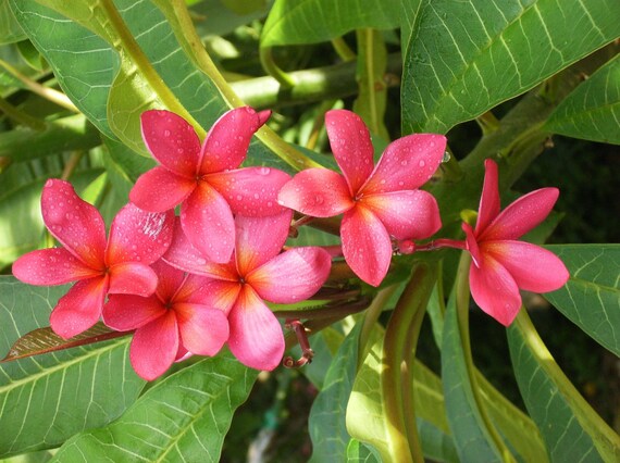 Plumeria Flower Paper Craft - Organized 31