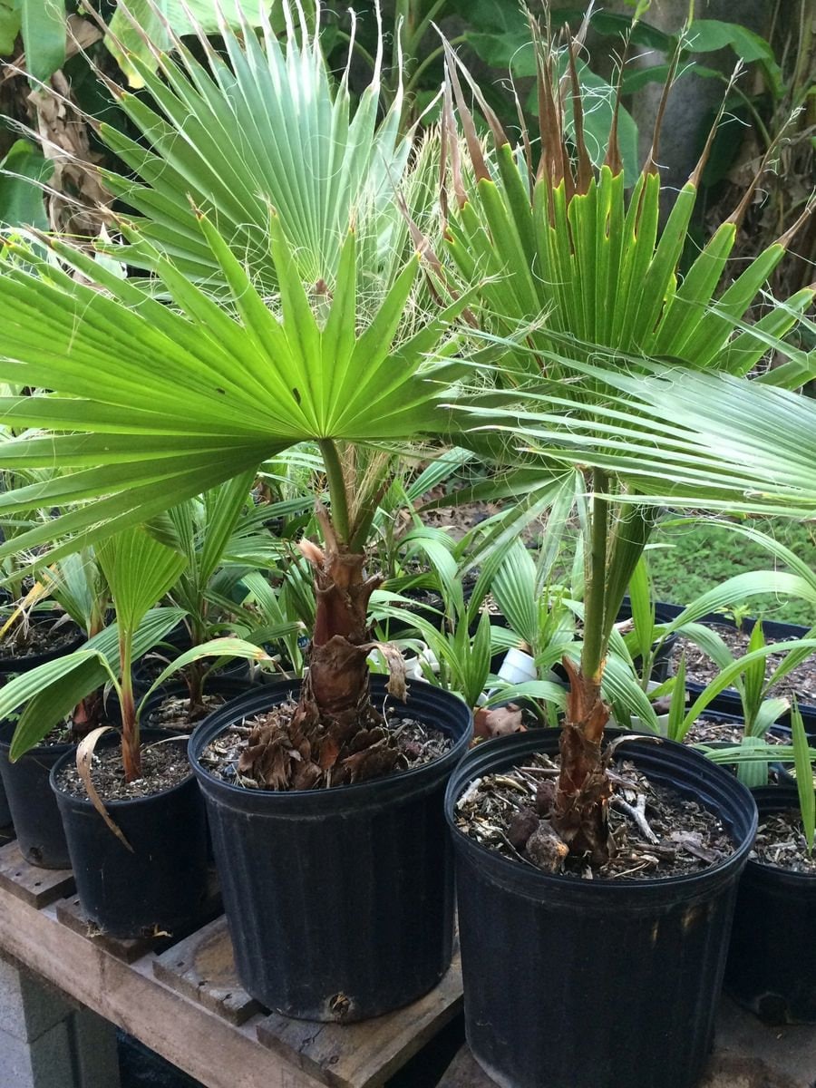 Palmera Washingtonia Robusta - Pack De 2, Altura 70-90cm, Maceta 15cm, Ideal Interior O Exterior