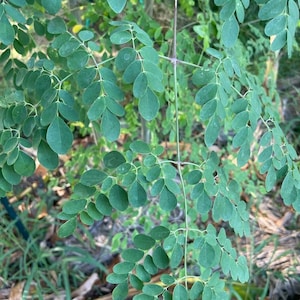 Moringa Tree, Moringa oleifera, Drumstick tree, Horseradish Tree, Miracle Tree