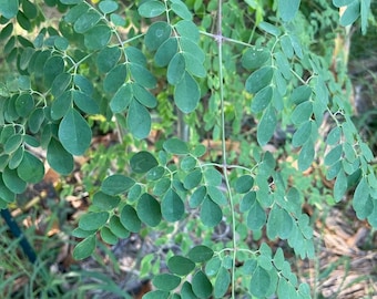 FREE SHIPPING!!!  Moringa Tree, aka Miracle Tree, drumstick tree, horseradish tree.   One of the most nutrient dense plants on earth!!!