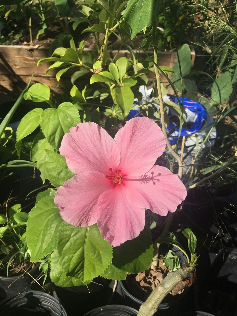 Four OClock Plant Marvel of Peru Mirabilis jalapa Etsy