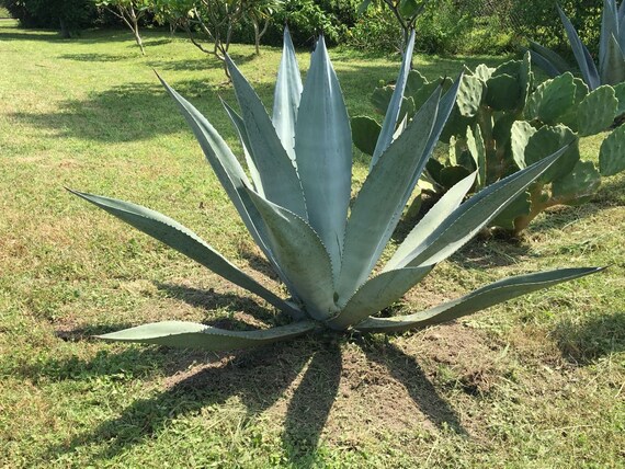 thumbnail image 2 of Agave Americana (Century Plant) - World Of Succulents 2 of 13