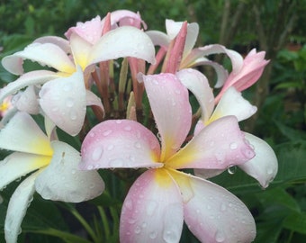 Plumeria rubra ‘Slaughter Pink’