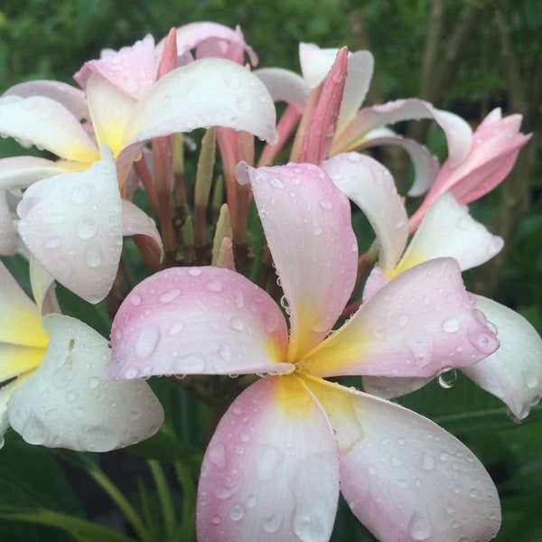 Plumeria rubra ‘Slaughter Pink’