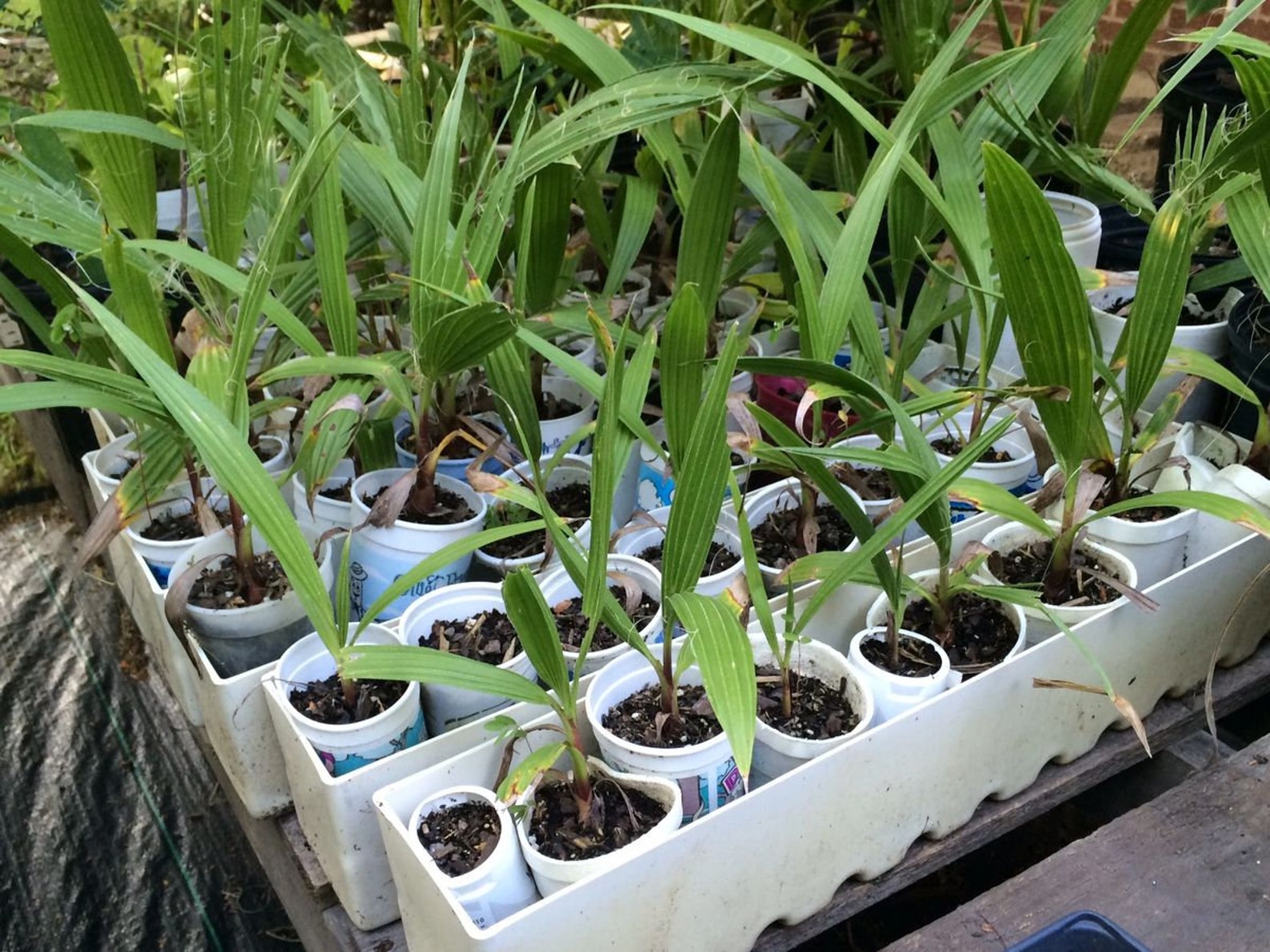 Mexican Fan Palm 'washingtonia Robusta' Etsy