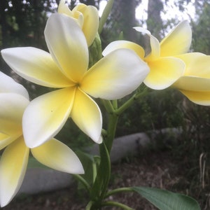 Plumeria rubra ‘Mellow Yellow’ , TropicalCoast PL4