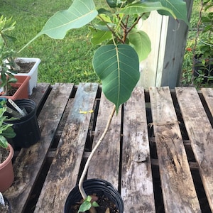 May include: A small green leafy plant with a brown stem growing in a black pot. The plant is on a wooden surface.