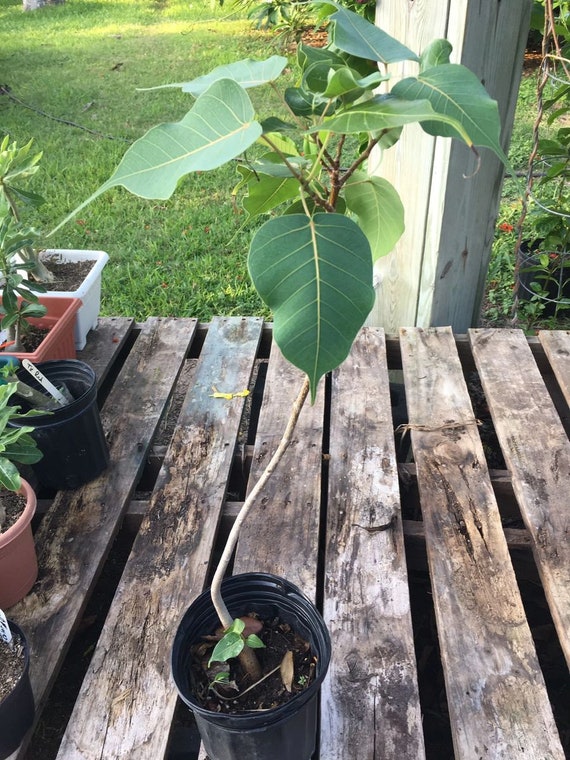 FREE SHIPPING!!! Bodhi / Peepal Trees (ficus Religiosa): Sacred Tree of  Enlightenment - Etsy Israel