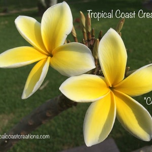 Plumeria rubra ‘Celadine’