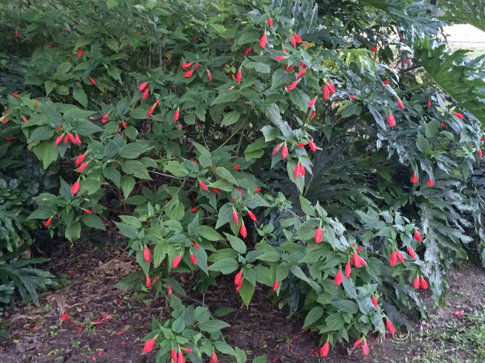 Turk's Cap Malvaviscus Arboreus Var. Penduliflorus Etsy