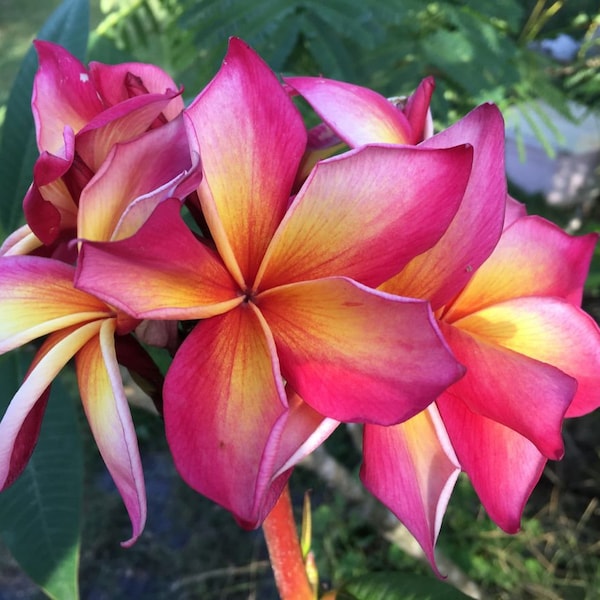 Plumeria rubra ‘Jeannie Moragne’