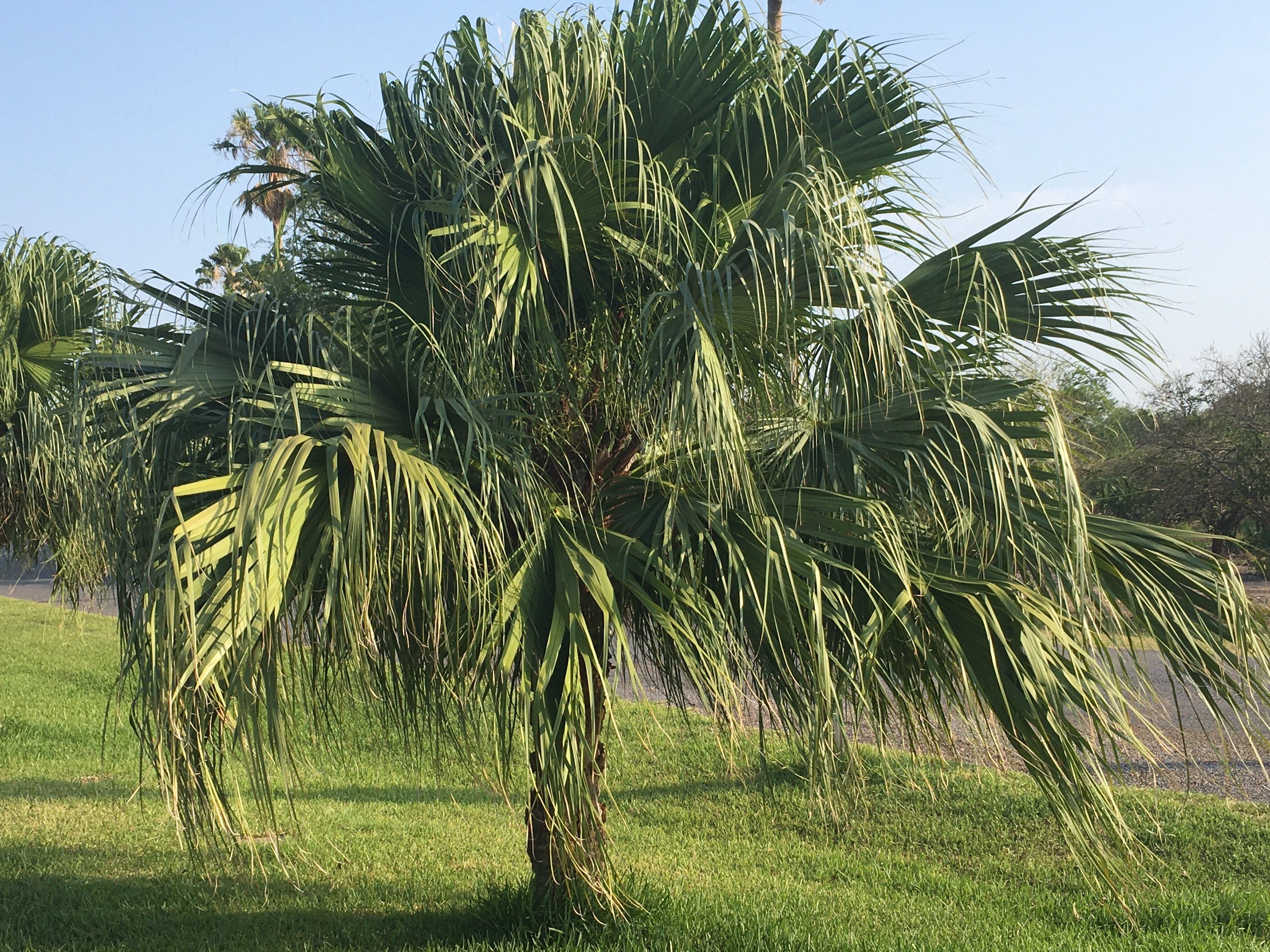 Fountain Palm Chinese Fan Palm Livistona Chinensis Etsy