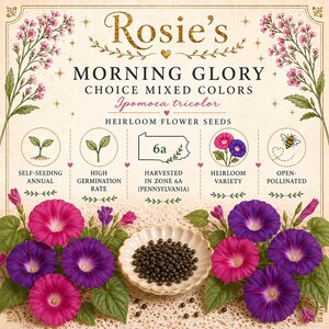 Può includere: Una pubblicità illustrata per i semi di fiori antichi di gloria mattutina di Rosie. L'immagine presenta fiori di gloria mattutina rosa e viola, un piattino di semi e testo che indica che i semi sono auto-semina, hanno un alto tasso di germinazione e vengono raccolti nella zona 6a (Pennsylvania).