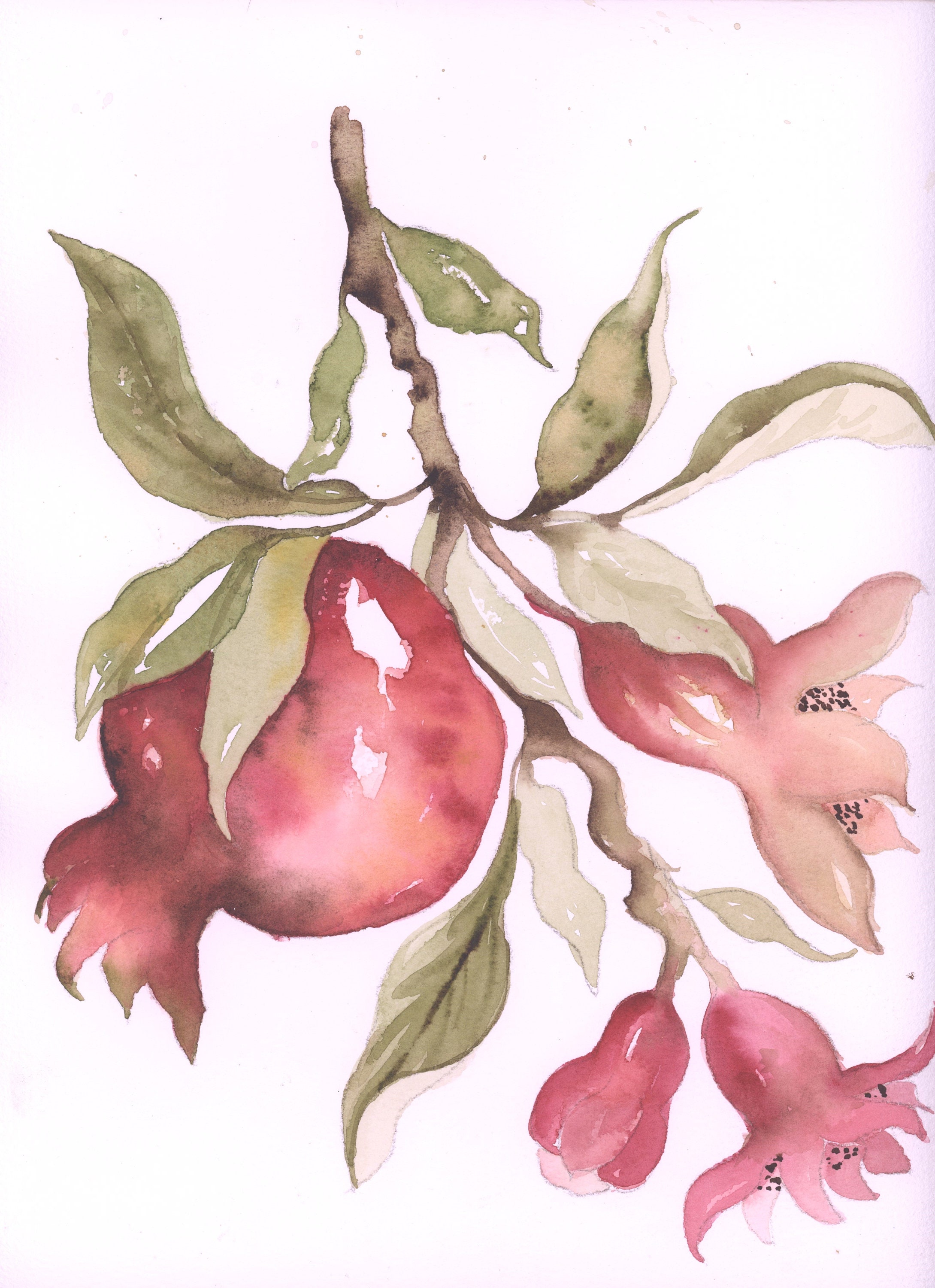 DIGITAL ONLY- Pomegranate Watercolor YouTube Companion Worksheets