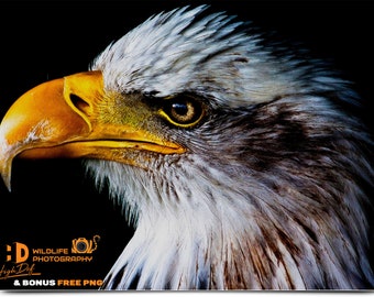 Eagle Photography Overlays: Wildlife Digital Art (Bonus PNG)