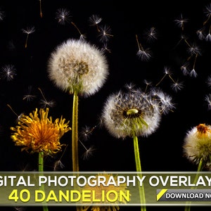 40 DANDELION PHOTO OVERLAYS, Dandelion Flower Photography Photoshop Overlays, Digital Background, Digital Backdrop