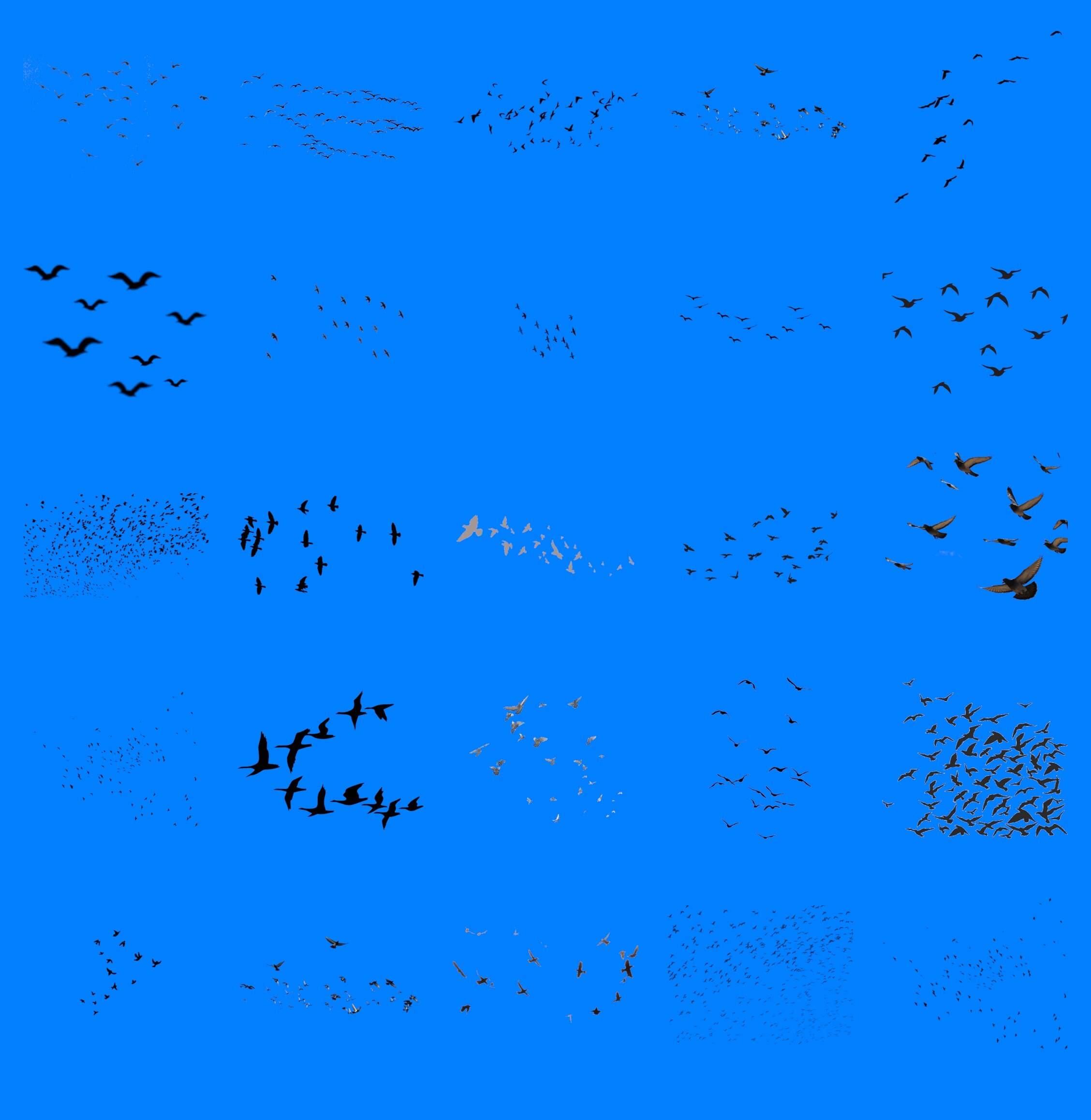 Bird Pattern Overlay 100 BIRD FLOCK TRANSPARENT Png Photoshop Overlays Bird Flock - Etsy UK
