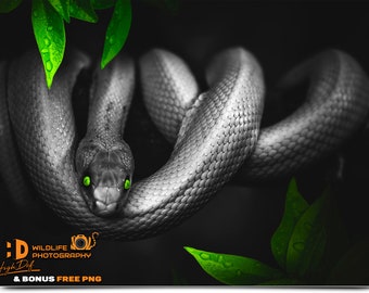 100 SNAKE WILDLIFE DIGITAL Animals Photography, Photoshop Overlays, Backdrops, Backgrounds, Graphics, Prints, Photos, Images, Pictures, Art