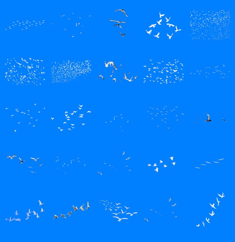 Bird Pattern Overlay 100 Bird Flock PNG Overlays: Transparent Photoshop Files - Etsy