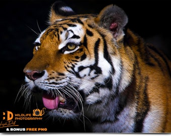 100 TIGER WILDLIFE DIGITAL Animals Photography, Photoshop Overlays, Backdrops, Backgrounds, Graphics, Prints, Photos, Images, Pictures, Art