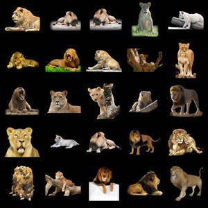 100 LIONS TRANSPARENT PNG Photoshop Overlays, Png Animals, Png Wildlife, Png Files, Photoshop Png Clipart Graphic, Png Lion, Png Wild Cat image 6