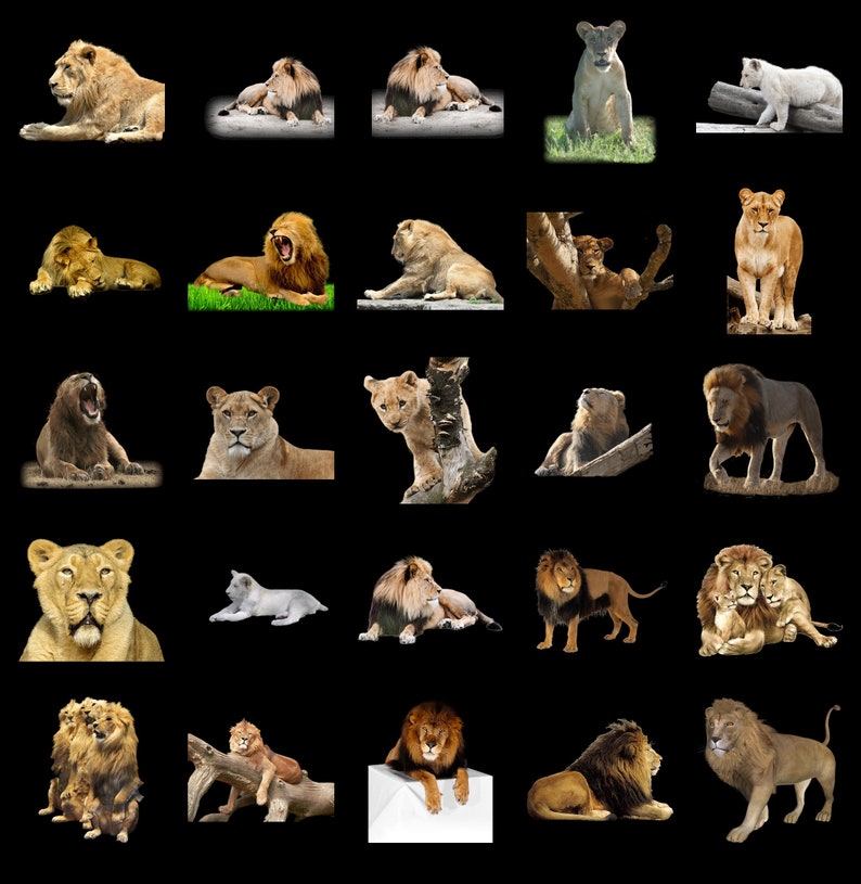 100 LIONS TRANSPARENT PNG Photoshop Overlays, Png Animals, Png Wildlife, Png Files, Photoshop Png Clipart Graphic, Png Lion, Png Wild Cat image 6