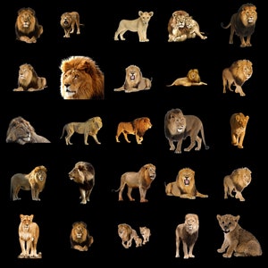 100 LIONS TRANSPARENT PNG Photoshop Overlays, Png Animals, Png Wildlife, Png Files, Photoshop Png Clipart Graphic, Png Lion, Png Wild Cat image 4