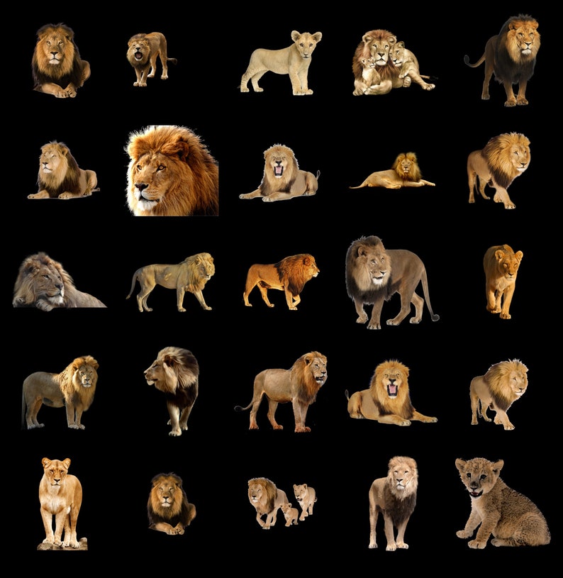 100 LIONS TRANSPARENT PNG Photoshop Overlays, Png Animals, Png Wildlife, Png Files, Photoshop Png Clipart Graphic, Png Lion, Png Wild Cat image 4