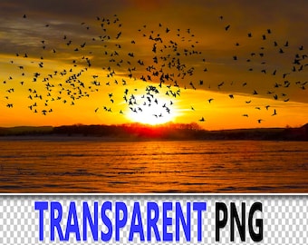 100 BIRD FLOCK TRANSPARENT Png Photoshop Overlays, Png Animals, Png Wildlife, Photoshop Png Files, Png Graphic, Png Bird Flock, Png Birds