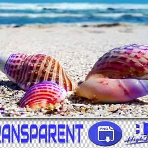 Könnte beinhalten: Nahaufnahme von bunten Muscheln am Strand. Die Muscheln zeigen verschiedene Farben, darunter Rosa, Lila und Orange. Im Hintergrund sind Meer und Himmel zu sehen, mit dem Wort "TRANSPARENT" in Blau.