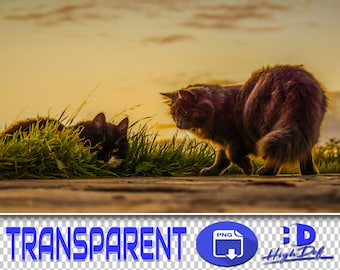 300 Cat PNG Overlays: Transparent Photoshop Clipart (Digital Download)
