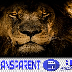 100 LIONS TRANSPARENT PNG Photoshop Overlays, Png Animals, Png Wildlife, Png Files, Photoshop Png Clipart Graphic, Png Lion, Png Wild Cat image 1