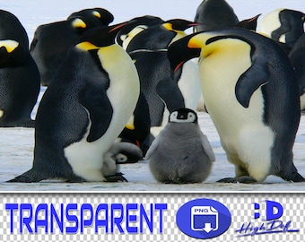 60 Penguin PNG Overlays: Transparent Wildlife Clipart (Digital Download)