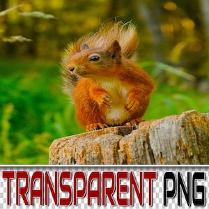 100匹のリスの透明PNG Photoshopオーバーレイ、Png動物、Png野生動物、Pngファイル、Photoshop Png、Pngクリップアート、Pngグラフィック、Pngリス