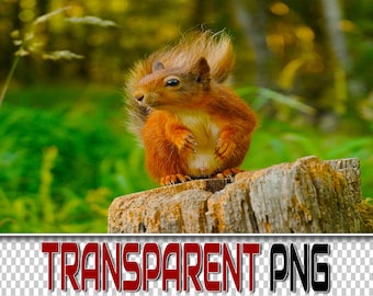 100 Squirrels Transparent PNG Overlays: Wildlife Clipart (Digital Download)