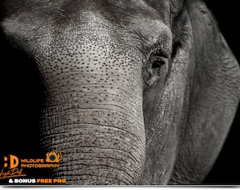 Elephant Photography Overlays: 100 Wildlife Digital Backdrops (PNG Bonus)
