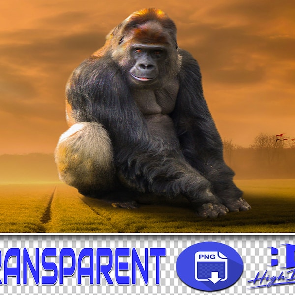 80 MONKEYS TRANSPARENT PNG Photoshop Overlays, Png Animals, Png Wildlife, Png Files, Photoshop Png, Png Clipart, Png Monkey, Png Gorilla