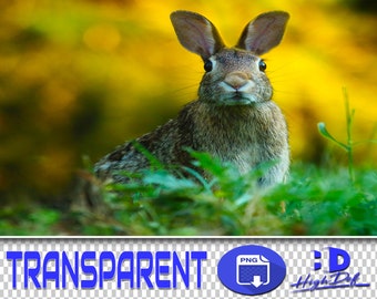 60 Rabbits Transparent PNG Overlays: Wildlife Photography (Digital Download)